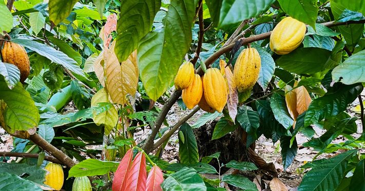 Gemeinschaftsprojekt zur Bekämpfung des Cocoa Swollen Shoot Virus